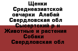 Щенки Среднеазиатской овчарки, Алабай - Свердловская обл., Сысертский р-н Животные и растения » Собаки   . Свердловская обл.